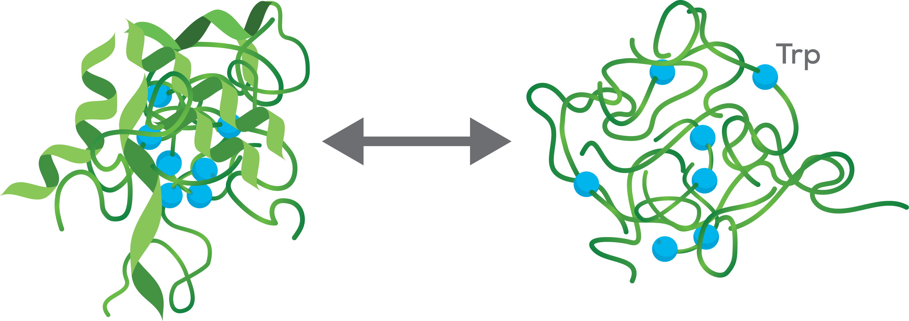 Protein TRP Unfolding