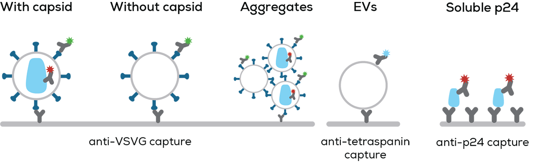 Lentivirus graphic